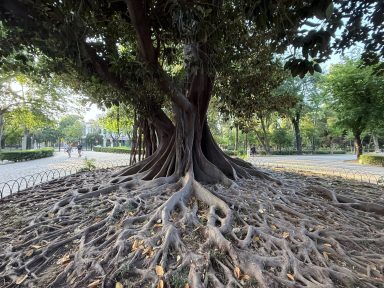 Baum des Lebens Baum des Lebens